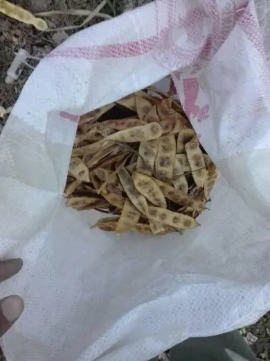 Green Seekers Activity